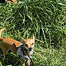 Lexy a rejoint le concours — aidez-le/la à gagner de superbes lots ! dog, chihuahua, small_dog, tan_fur, standing, outdoors, grass, tall_grass, nature, sunlight, harness, leash, pet, animal, portrait, canine, pointed_ears, dark_nose, looking_at_camera, garden