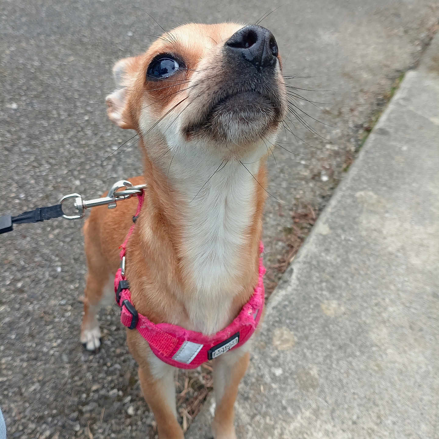 Lexy a rejoint le concours — aidez-le/la à gagner de superbes lots ! dog, small_dog, tan_fur, white_chest, black_nose, brown_eyes, whiskers, pink_harness, leash, outdoor, pavement, sidewalk, curb, standing, portrait, close_up, pet, animal, looking_up, cute