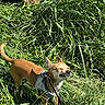 Lexy a rejoint le concours — aidez-le/la à gagner de superbes lots ! dog, chihuahua, small_dog, tan_dog, outdoor, grass, tall_grass, nature, sunlight, harness, leash, standing, squinting, animal, pet, canine, portrait, greenery, outdoor_adventure, grass_blade