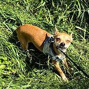 Lexy participe au concours pour gagner de l'argent avec cette photo : dog, small_dog, tan_dog, chihuahua, standing, outdoors, grass, tall_grass, greenery, nature, sunlight, harness, leash, pet, animal, canine, portrait, squinting, funny_expression, walking