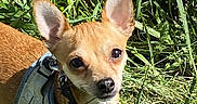 Lexy a rejoint le concours — aidez-le/la à gagner de superbes lots ! dog, chihuahua, small_dog, tan_fur, large_ears, pointed_ears, brown_eyes, black_nose, harness, leash, grass, outdoor, sunlight, portrait, closeup, standing, pet, animal, greenery, alert