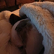 Elvis joined the competition — help win amazing prizes! blanket, brown, comfort, couch, cozy, cream, dog, ear, fur, fur_texture, furniture, indoor, living_room, pet, relaxation, resting, sleeping, snuggled, soft, warm_lighting