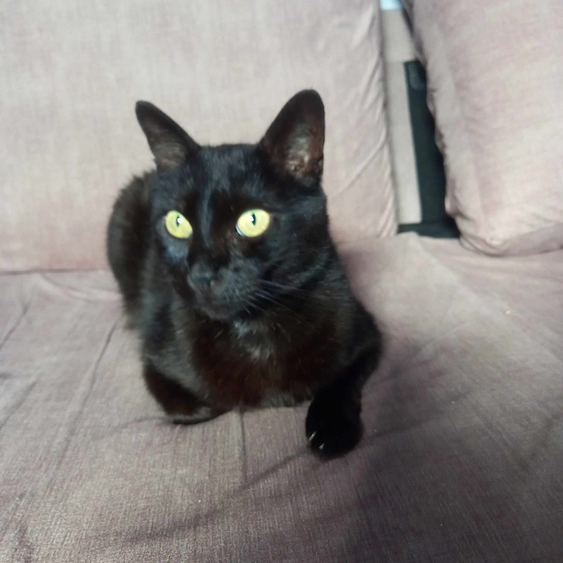 Leo participe au concours pour gagner de l'argent avec cette photo : alert, animal, black_cat, cat, companion, couch, curious, cute, domestic_animal, ears, feline, fur, furniture, indoor, paw, pet, relaxing, resting, whiskers, yellow_eyes