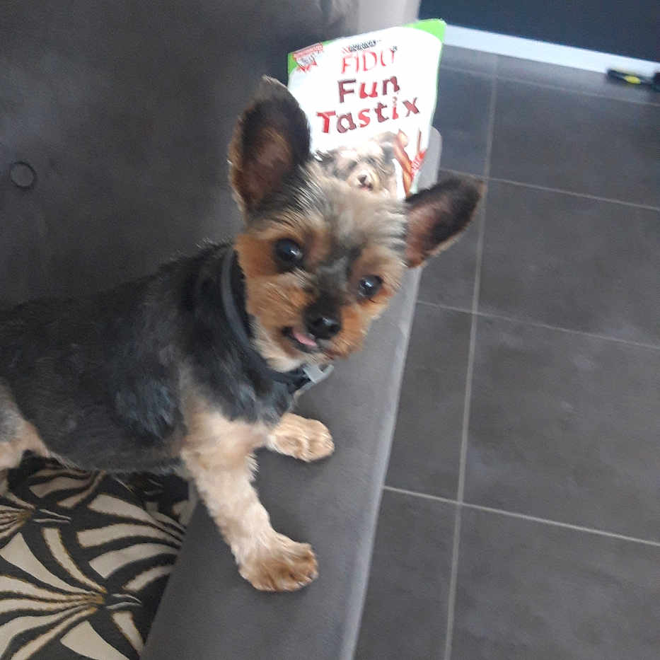 Irouk a rejoint le concours — aidez-le/la à gagner de superbes lots ! animal, armrest, couch, curious, cushion, dog, ears, floor, fur, gray, home, indoor, looking, package, pattern, pet, small_dog, tile, tongue, treats