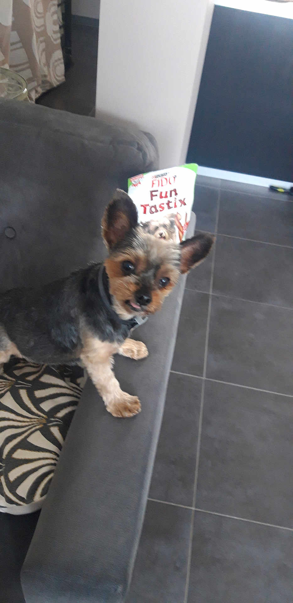 Irouk a rejoint le concours — aidez-le/la à gagner de superbes lots ! dog, pet, couch, armrest, floor, tile, treats, package, ears, fur, tongue, small_dog, indoor, home, animal, curious, looking, gray, pattern, cushion