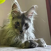 Thanos participe au concours pour gagner de l'argent avec cette photo : cat, kitten, pet, long_hair, fur, ears, paw, whiskers, close_up, portrait, indoor, home_interior, curious, gray_fur, feline, mammal, young_animal, soft_texture, relaxed, looking_at_camera