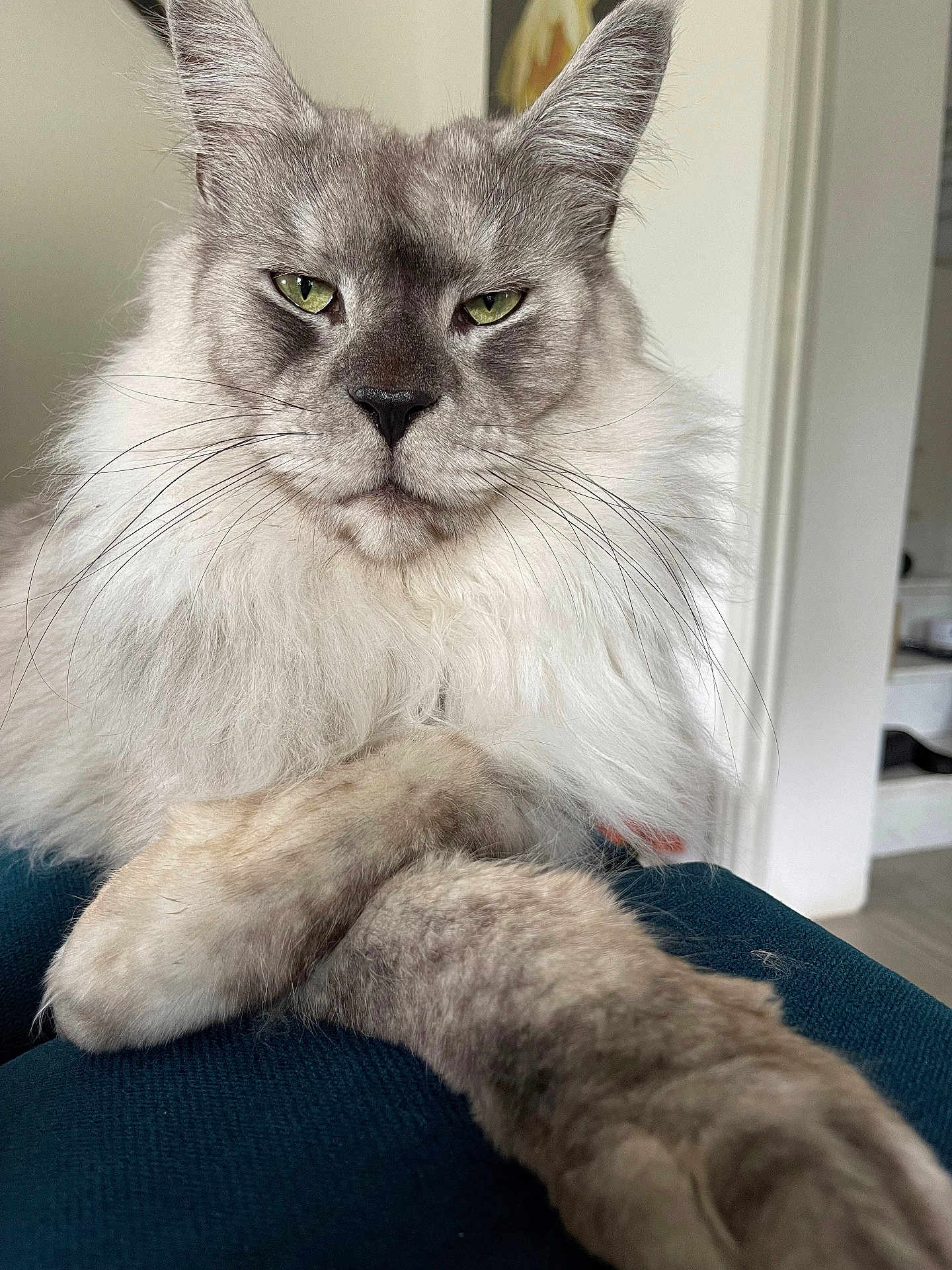 Thanos participe au concours pour gagner de l'argent avec cette photo : cat, feline, long_hair, fluffy, whiskers, green_eyes, portrait, pet, indoor, paw, crossed_paws, close_up, maine_coon, ears, fur, nose, muzzle, looking_at_camera, relaxed, home_interior