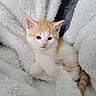 Lucy is registered to the contest to win money with this photo: kitten, cat, orange_and_white, fur, pet, cute, cozy, blanket, soft, furry, animal, small, sleepy, resting, indoor, young, domestic, cute_face, whiskers, paws