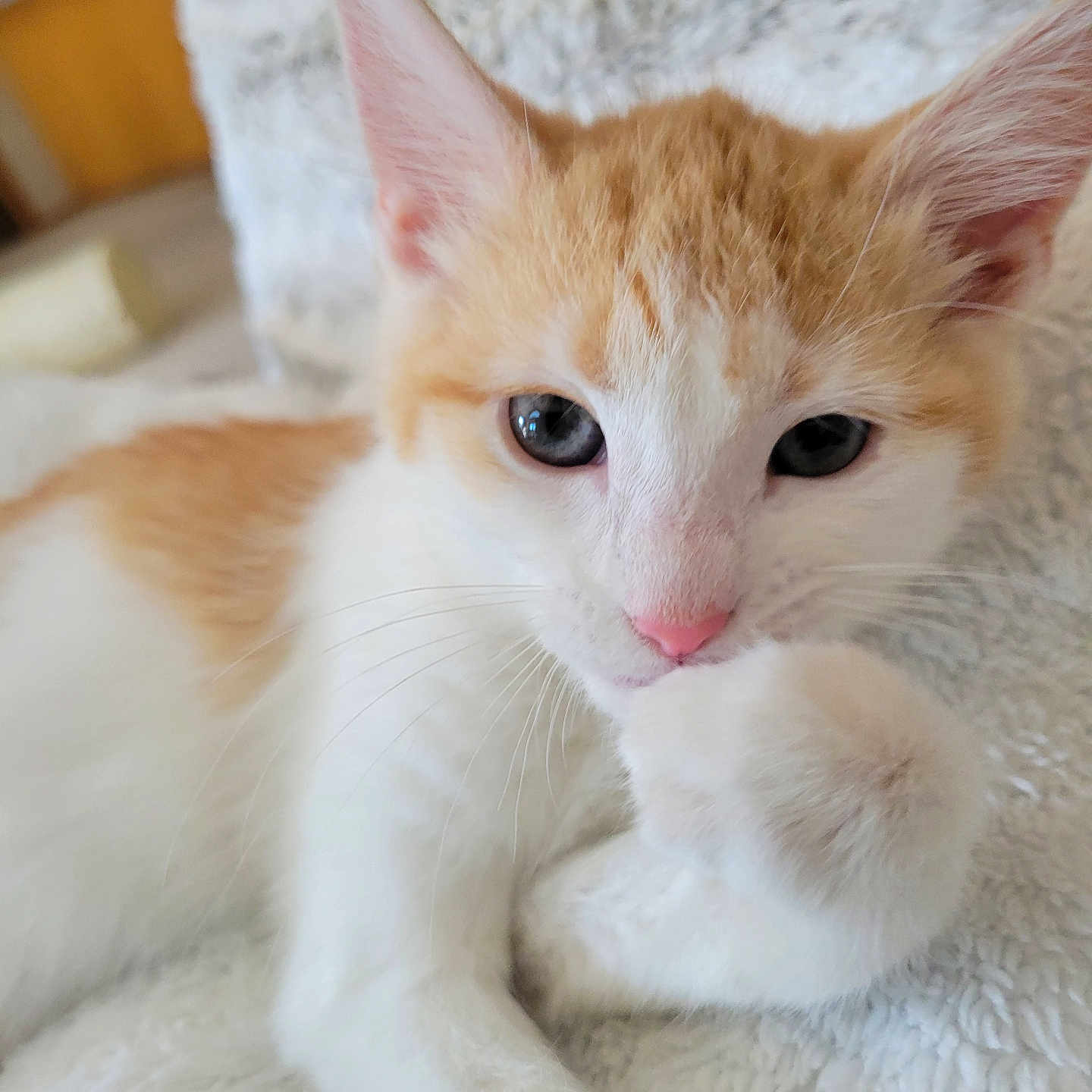 Lucy is registered to the contest to win money with this photo: kitten, cat, orange_and_white, fluffy, paw, lying_down, close_up, indoor, pet, cute, young_cat, whiskers, pink_nose, soft_texture, curious, resting, animal, feline, domestic_cat, relaxed