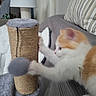 Lucy joined the competition — help win amazing prizes! kitten, cat, scratching_post, furniture, couch, pillow, blanket, indoor, pet, playful, furry, orange_cat, white_cat, paw, soft_texture, houseplant, lamp, living_room, cute, animal