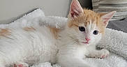 Lucy joined the competition — help win amazing prizes! kitten, cat, white, orange, fur, cute, pet, animal, lying_down, blanket, cozy, soft, paw, indoor, striped_pillow, relaxed, young, feline, curious, resting