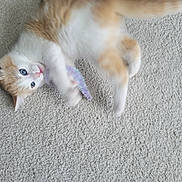 Lucy is registered to the contest to win money with this photo: kitten, cat, orange_and_white, blue_eyes, toy, fish_toy, carpet, playful, fluffy, pet, indoor, cute, animal, fur, young_cat, clawing, lying_down, motion_blur, domestic_cat, small_pet