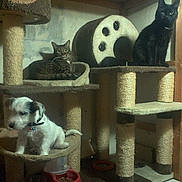 Lucie angora noir a rejoint le concours — aidez-le/la à gagner de superbes lots !