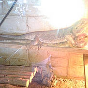 Tarzan havanna participe au concours pour gagner de l'argent avec cette photo :