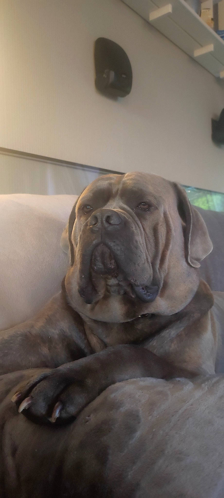 Pasha a rejoint le concours — aidez-le/la à gagner de superbes lots ! ancient_dog_breeds, canidae, carnivore, comfort, companion_dog, dog, dog_breed, fawn, fur, guard_dog, liver, molosser, non_sporting_group, snout, sporting_group, terrestrial_animal, whiskers, working_animal, working_dog, wrinkle