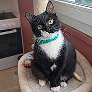 Flocon participe au concours pour gagner de l'argent avec cette photo : cat, tuxedo_cat, pet, animal, portrait, sitting, indoors, cat_tree, window, collar, turquoise, black_and_white, green_eyes, whiskers, ears, paws, fur, cozy, home, photography
