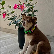 Diana participe au concours pour gagner de l'argent avec cette photo : puppy, dog, brown_fur, white_paws, collar, flower_pot, pink_flowers, green_leaves, indoor, floor_tiles, sitting, cute, young_dog, pet, animal, plant, wall, adorable, curious, portrait