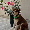 puppy, dog, brown_fur, white_paws, collar, flower_pot, pink_flowers, green_leaves, indoor, floor_tiles, sitting, cute, young_dog, pet, animal, plant, wall, adorable, curious, portrait