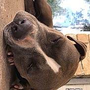 Ziggy joined the competition — help win amazing prizes! animal, brown, calm, close_up, concrete, daytime, dog, ear, napping, nature_reflection, outdoor, paw, pet, quiet, relaxed, resting, sleeping, snout, white_marking, window