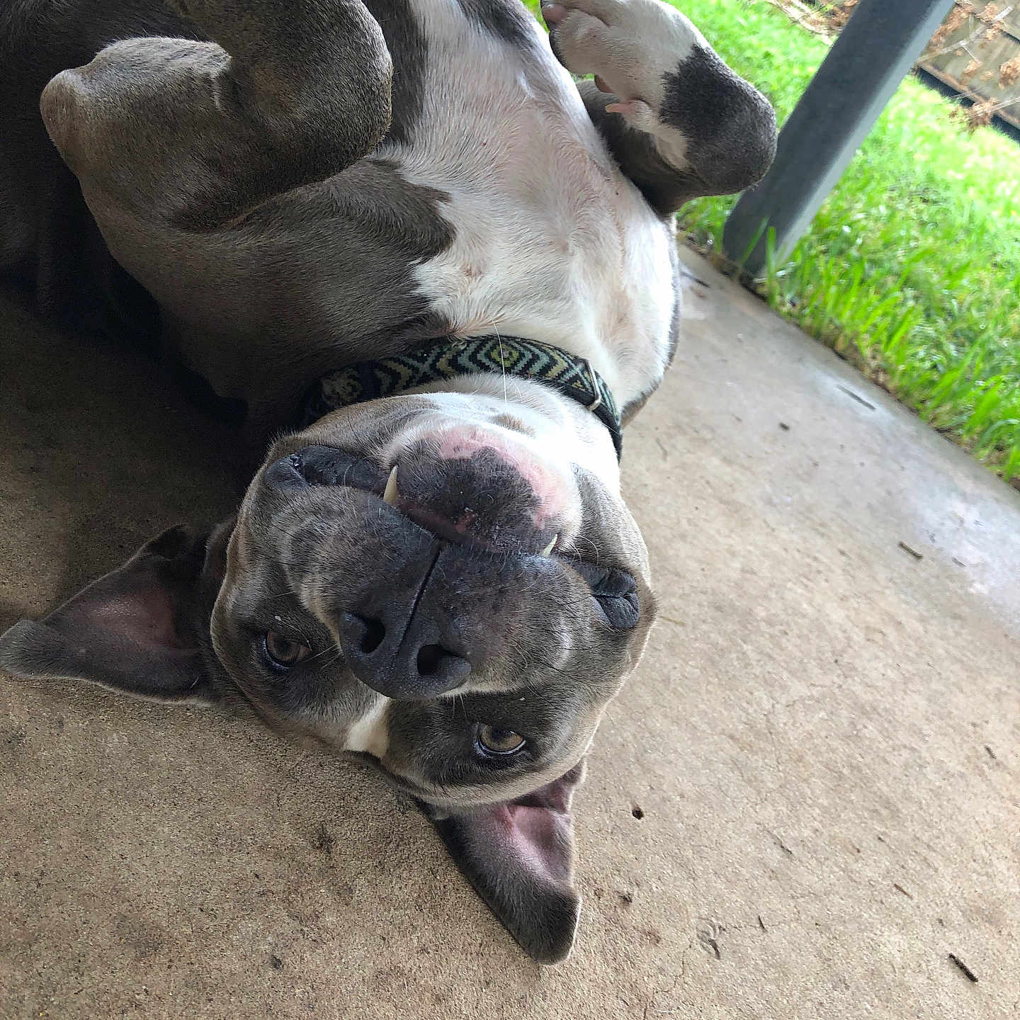 Ziggy is registered to the contest to win money with this photo: animal, canine, collar, concrete, daylight, dog, ears, face, fence, grass, happy, nose, outdoor, paw, pet, playful, relaxed, smiling, teeth, upside_down
