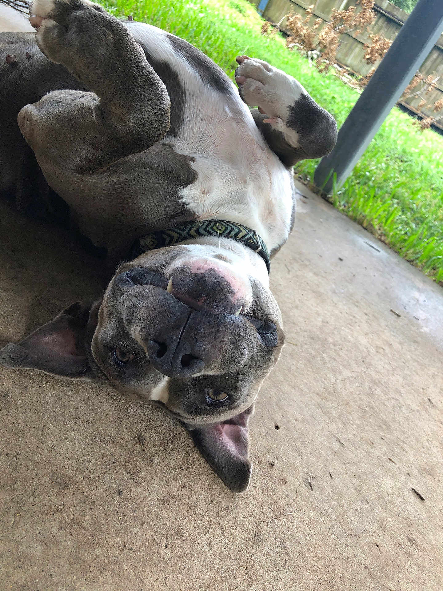 Ziggy
