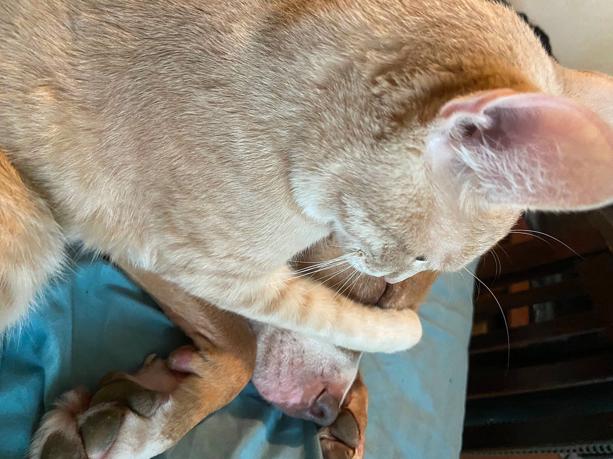 Jd is registered to the contest to win money with this photo: carnivore, cat, cat_supply, claw, close_up, collar, comfort, domestic_short_haired_cat, ear, eye, fawn, felidae, fur, paw, small_to_medium_sized_cats, snout, tail, terrestrial_animal, whiskers, wood