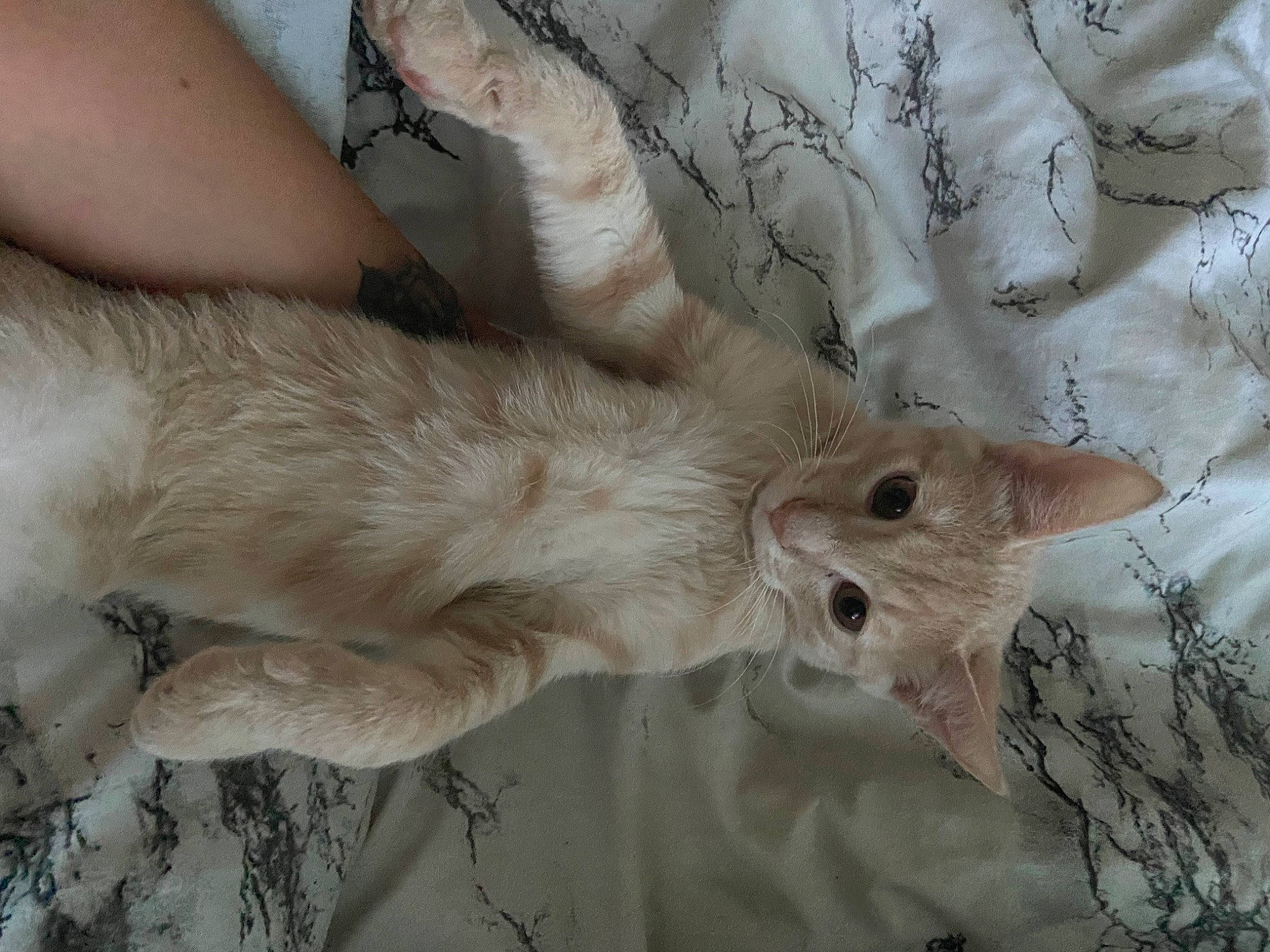 Jd joined the competition — help win amazing prizes! carnivore, cat, claw, comfort, domestic_short_haired_cat, fawn, felidae, fur, pattern, paw, small_to_medium_sized_cats, tail, whiskers