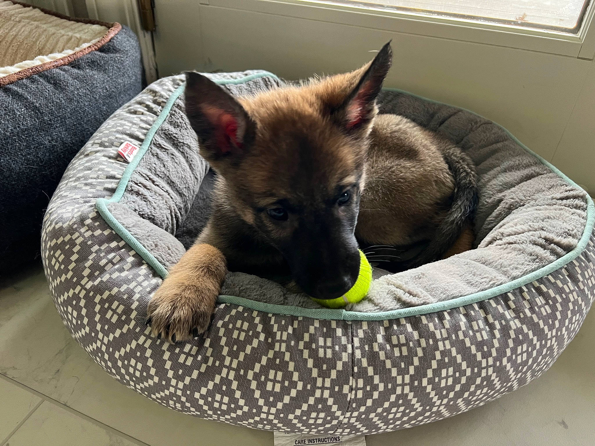 Sylvie is registered to the contest to win money with this photo: canidae, carnivore, cat_supply, comfort, companion_dog, couch, dog, dog_bed, dog_breed, dog_supply, fawn, felidae, pet_supply, small_to_medium_sized_cats, snout, terrestrial_animal, whiskers, window, window_blind, working_animal