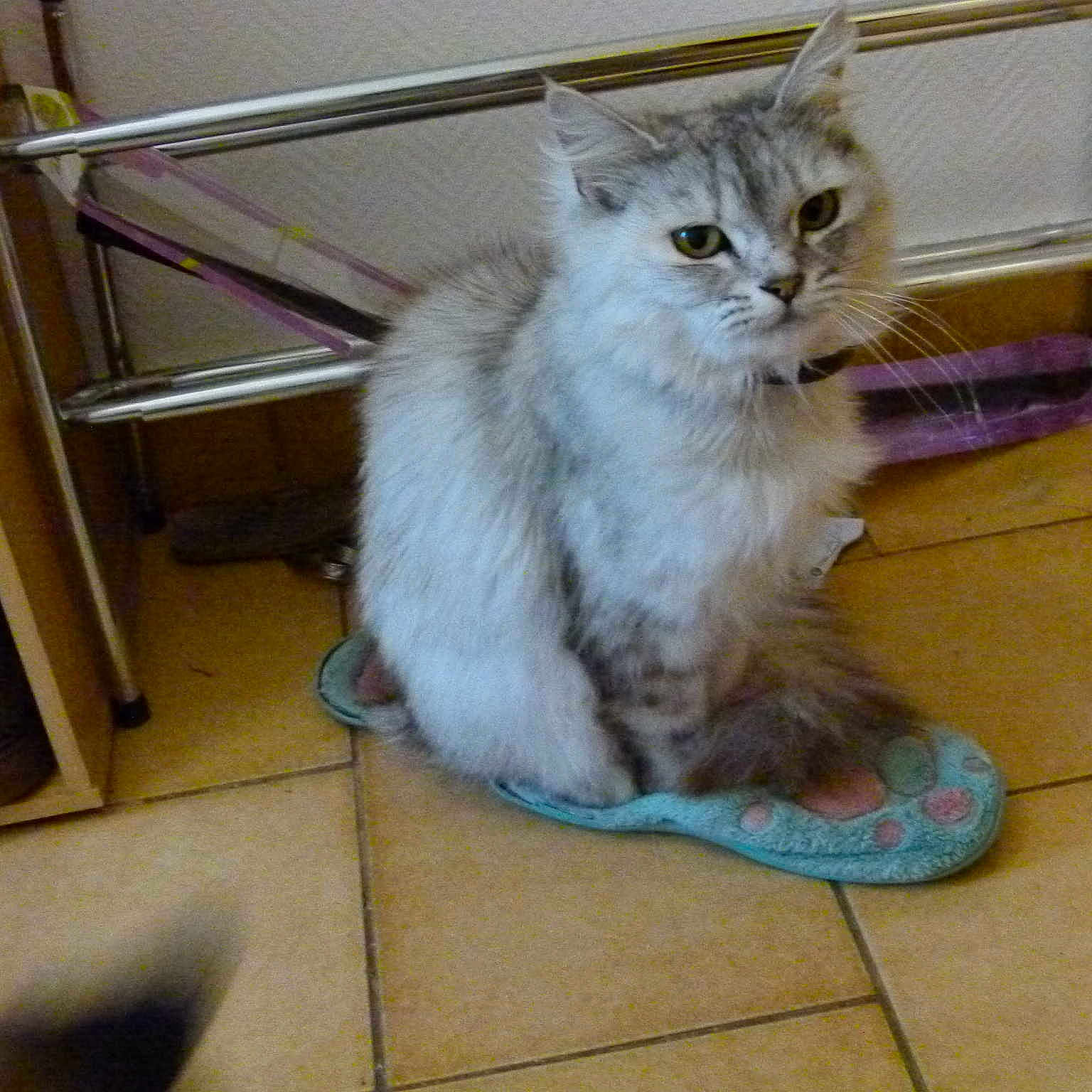 Kiwi