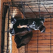 Diesel is registered to the contest to win money with this photo: art, bat, cage, door, hat, metal, personal_protective_equipment, room, shadow, suit, tints_and_shades, visual_arts, wall, window, wood