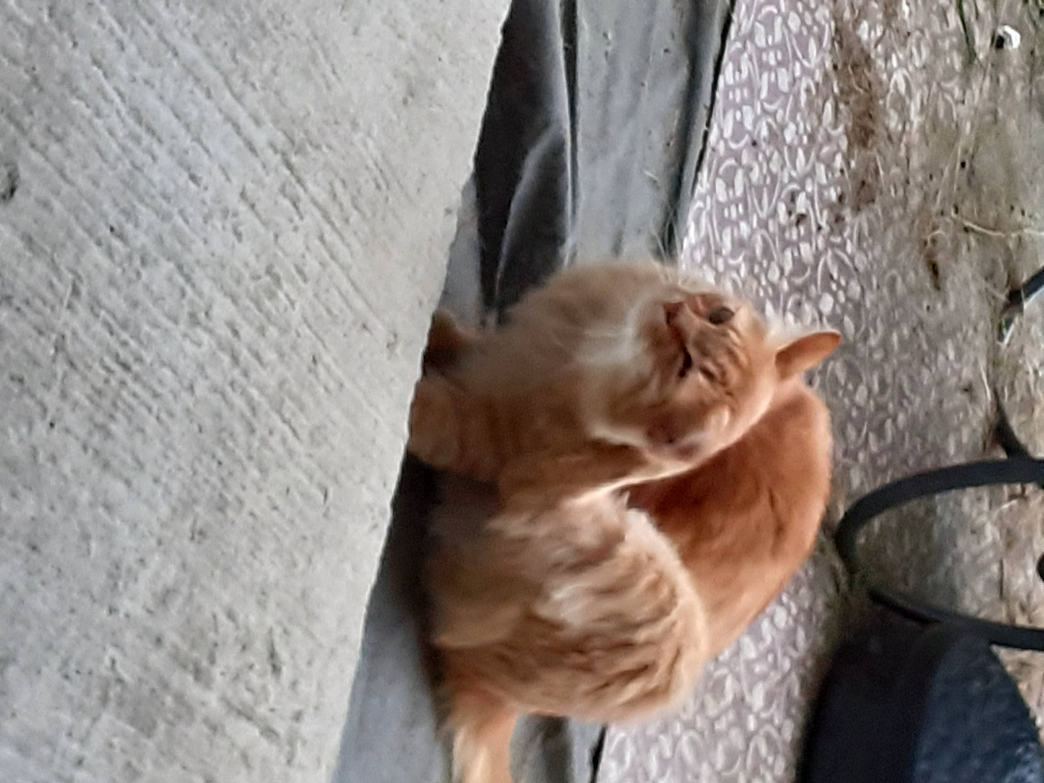 Michel participe au concours pour gagner de l'argent avec cette photo : canidae, carnivore, cat, claw, companion_dog, dog_breed, domestic_short_haired_cat, fawn, felidae, fur, paw, small_to_medium_sized_cats, snout, sporting_group, tail, tree, trunk, whiskers, window, wood