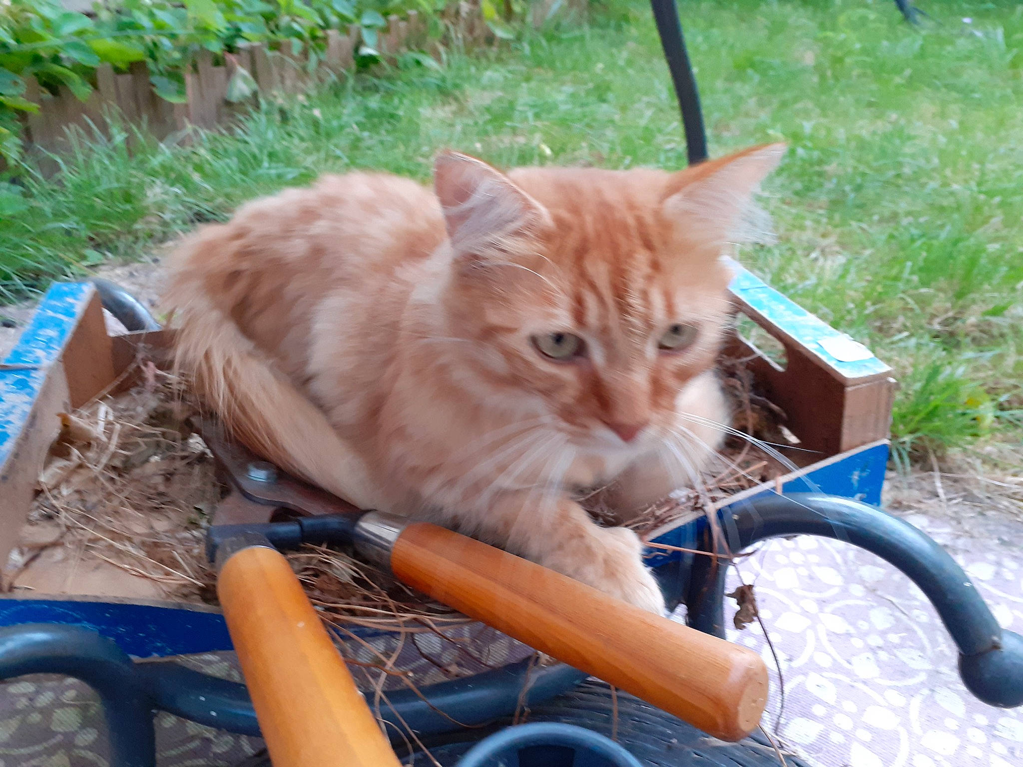 Michel a rejoint le concours — aidez-le/la à gagner de superbes lots ! carnivore, cat, chair, domestic_short_haired_cat, drinking, electric_blue, fawn, felidae, fur, grass, leisure, mammal, motor_vehicle, plant, sitting, small_to_medium_sized_cats, tail, tire, vertebrate, whiskers