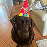 dog, labrador, party_hat, indoor, floor_tiles, brown_dog, pet, cute, animal, sitting, looking_up, houseplant, couch, tile_floor, domestic, companion, friendly, celebration, canine, portrait