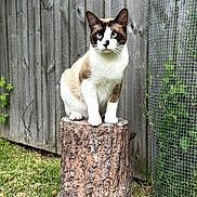 Cyder joined the competition — help win amazing prizes! animal, blue_eyes, brown, cat, closeup, daylight, ears, fence, fur, grass, mammal, nature, outdoor, pet, portrait, sitting, tree_stump, whiskers, white, wire_mesh