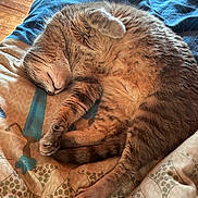 Haribo participe au concours pour gagner de l'argent avec cette photo : animal, bed, blanket, cat, comfort, cozy, cute, feline, fur, indoor, patterned, paw, pet, relaxation, resting, sleeping, soft, tabby, warm, whiskers