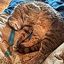 animal, bed, blanket, cat, comfort, cozy, cute, feline, fur, indoor, patterned, paw, pet, relaxation, resting, sleeping, soft, tabby, warm, whiskers