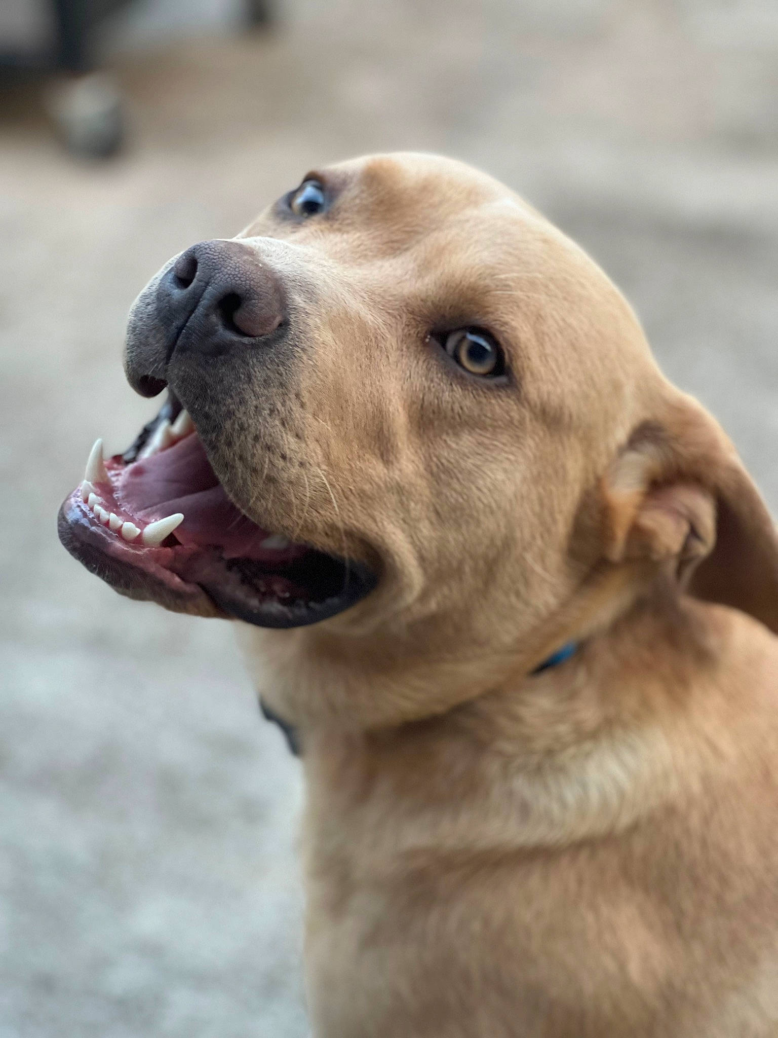 Lincoln is registered to the contest to win money with this photo: ancient_dog_breeds, canidae, carnivore, collar, companion_dog, dog, dog_breed, fawn, fur, golden_retriever, gun_dog, labrador_retriever, retriever, snout, sporting_group, terrestrial_animal, whiskers, wildlife, working_animal, working_dog