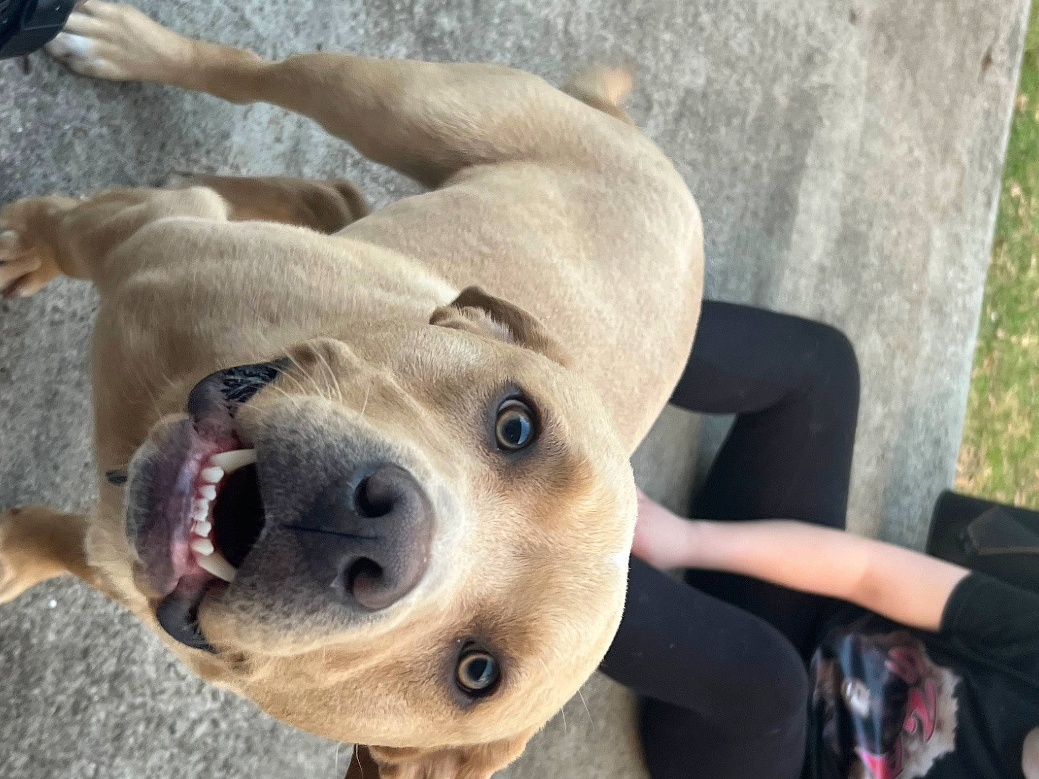 Lincoln joined the competition — help win amazing prizes! canidae, carnivore, collar, companion_dog, dog, dog_breed, dog_collar, fawn, fur, guard_dog, jaw, paw, pet_supply, selfie, smile, snout, sporting_group, terrestrial_animal, whiskers, working_animal