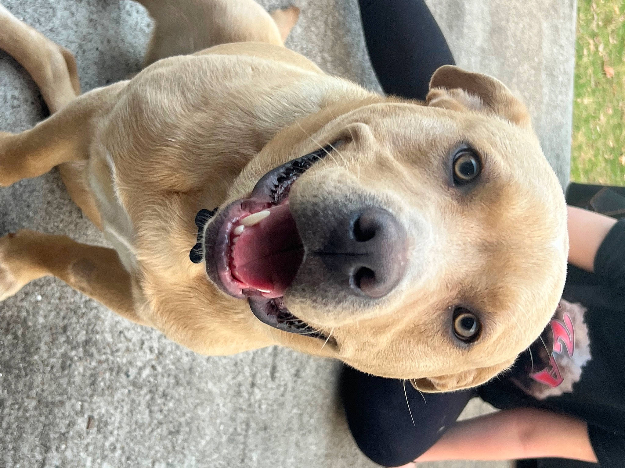 Lincoln joined the competition — help win amazing prizes! canidae, carnivore, collar, companion_dog, dog, dog_breed, dog_collar, dog_supply, ear, fawn, happy, jaw, leash, retriever, selfie, smile, snout, sporting_group, whiskers, working_animal