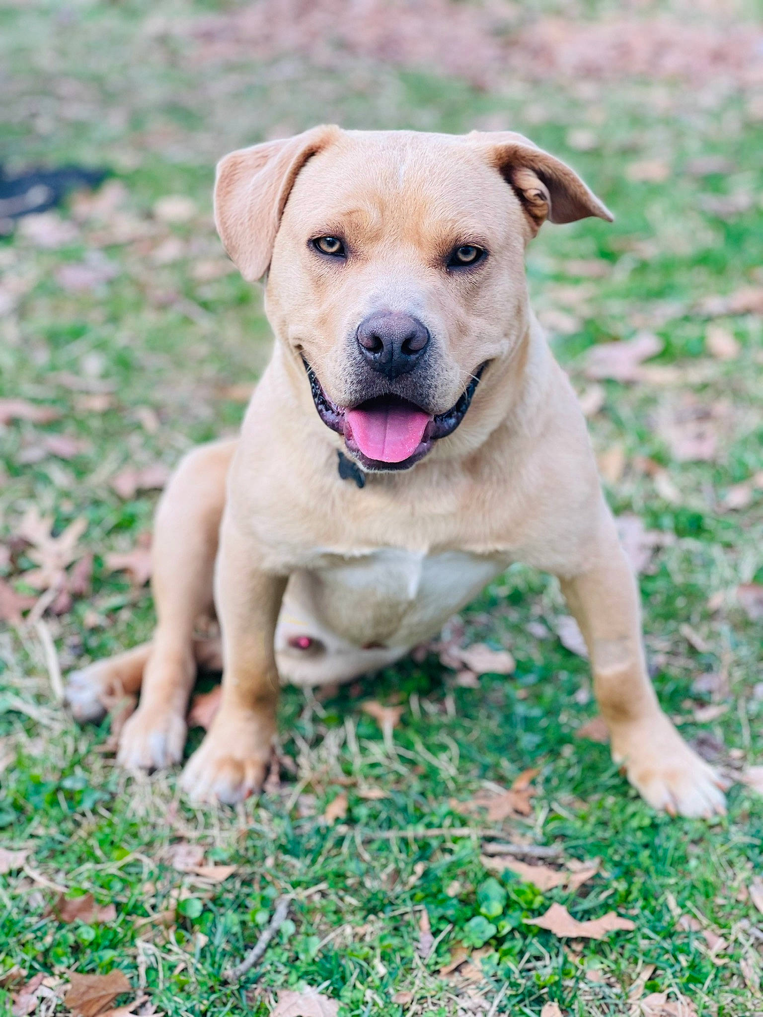 Lincoln is registered to the contest to win money with this photo: carnivore, collar, companion_dog, dog, dog_breed, dog_collar, fawn, grass, groundcover, gun_dog, labrador_retriever, plant, sporting_group, tail, whiskers