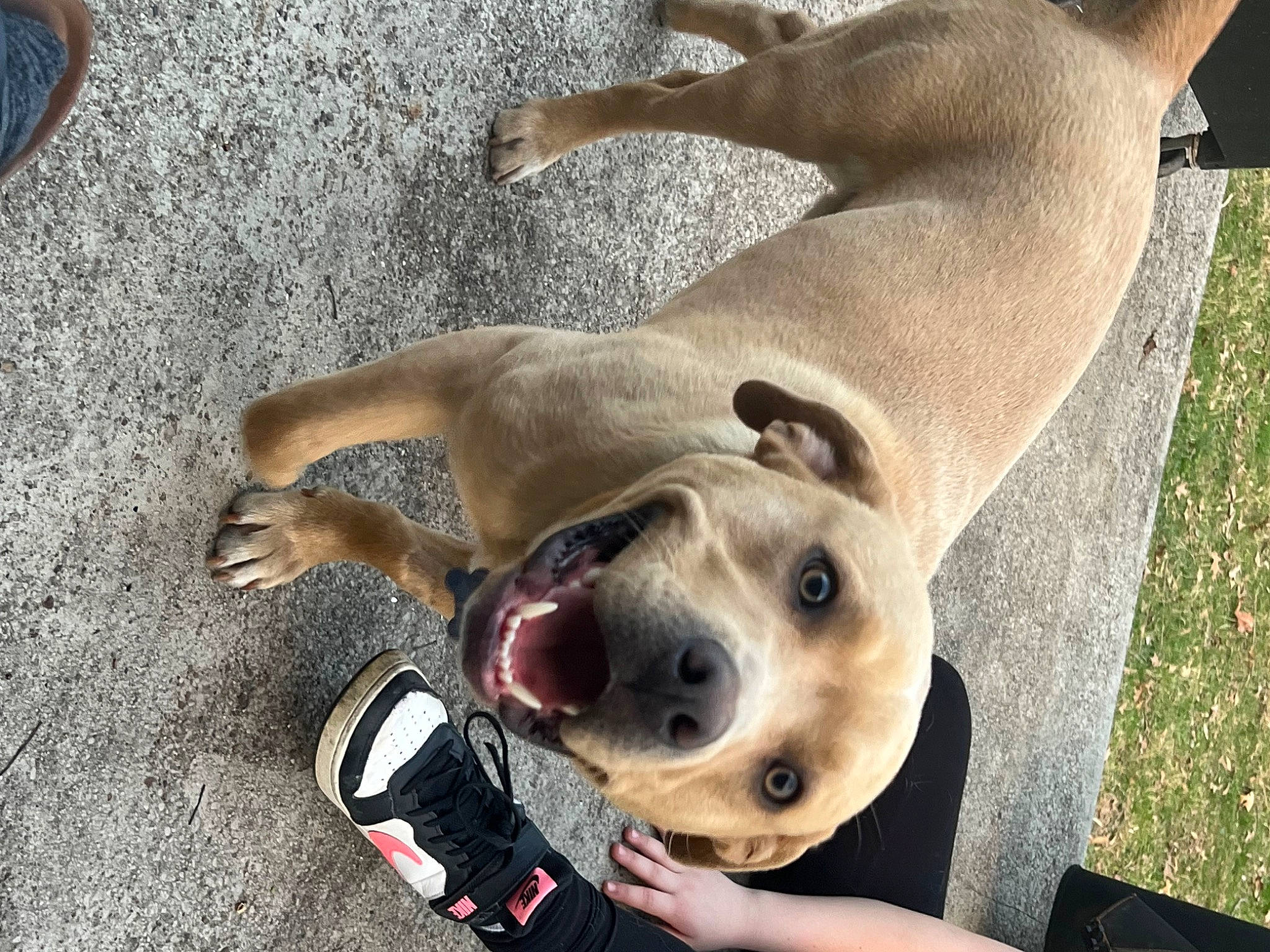 Lincoln is registered to the contest to win money with this photo: carnivore, collar, companion_dog, dog, dog_breed, dog_collar, dog_supply, fawn, guard_dog, non_sporting_group, paw, pet_supply, sporting_group, terrestrial_animal, whiskers, working_animal