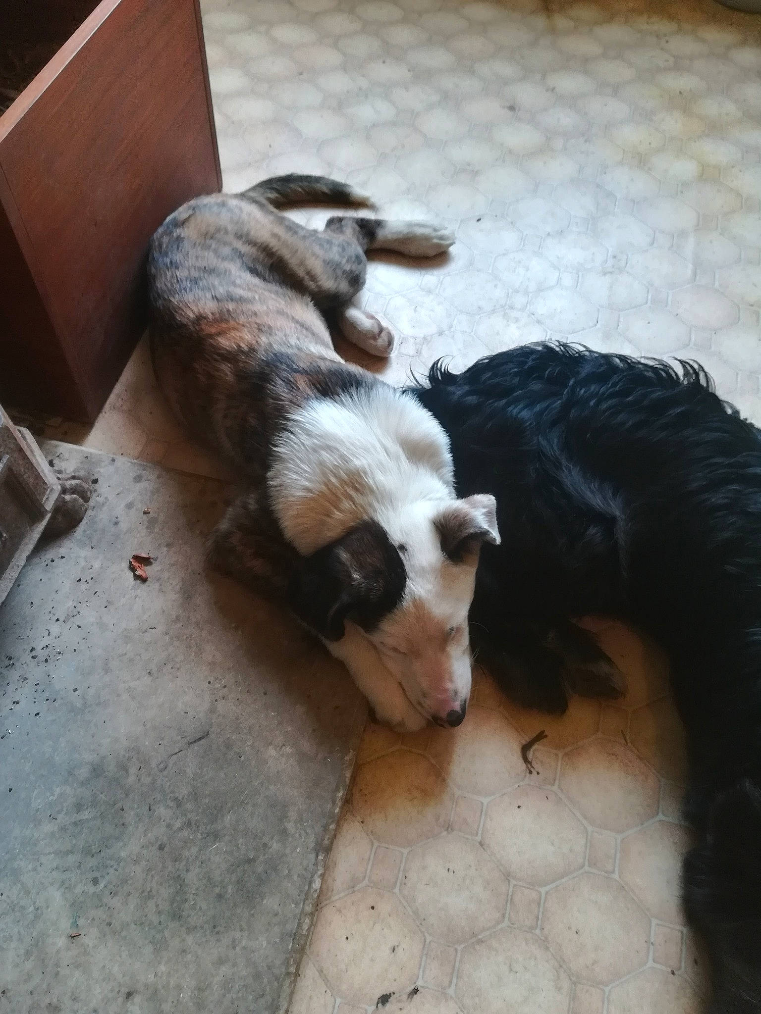 Yakulu a rejoint le concours — aidez-le/la à gagner de superbes lots ! canidae, carnivore, comfort, companion_dog, dog, dog_breed, fawn, felidae, flooring, fur, hardwood, liver, small_to_medium_sized_cats, snout, sporting_group, street_dog, tail, terrestrial_animal, wood, working_animal