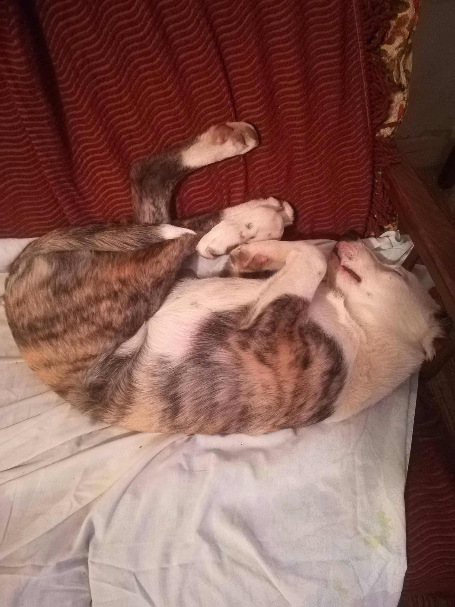 Yakulu participe au concours pour gagner de l'argent avec cette photo : brown, canidae, carnivore, cat, comfort, companion_dog, couch, dog_breed, domestic_short_haired_cat, fawn, felidae, fur, linens, mammal, small_to_medium_sized_cats, sporting_group, tail, vertebrate, whiskers, wood