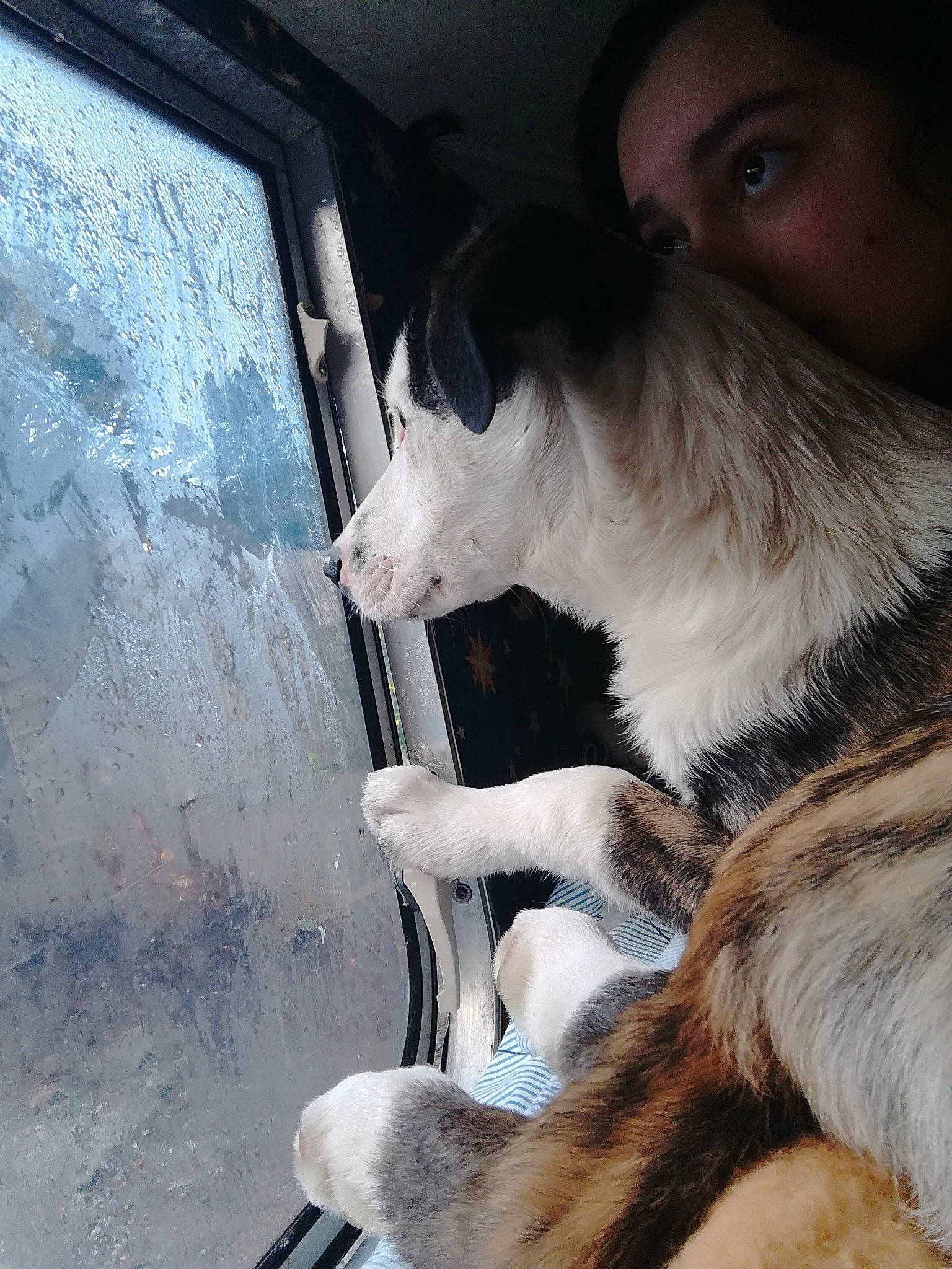 Yakulu a rejoint le concours — aidez-le/la à gagner de superbes lots ! automotive_exterior, canidae, carnivore, collar, collie, companion_dog, dog, dog_breed, fawn, felidae, fur, scotch_collie, small_to_medium_sized_cats, snout, sporting_group, tail, vehicle_door, whiskers, window, windshield