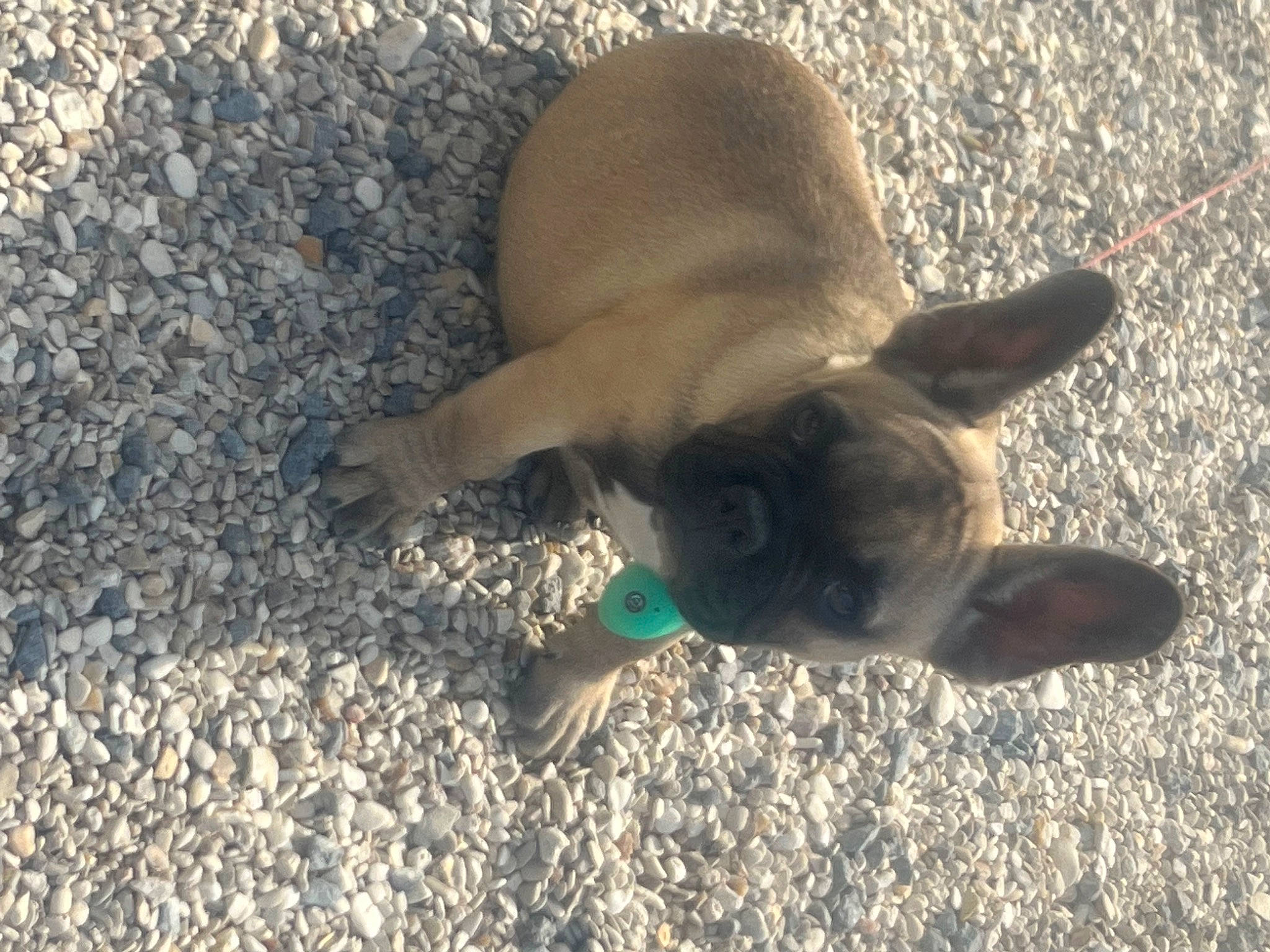 Bleu a rejoint le concours — aidez-le/la à gagner de superbes lots ! canidae, carnivore, companion_dog, dog, dog_breed, dog_supply, fawn, grass, liver, non_sporting_group, paw, pug, snout, soil, sporting_group, tail, terrestrial_animal, toy_dog, wildlife, working_animal