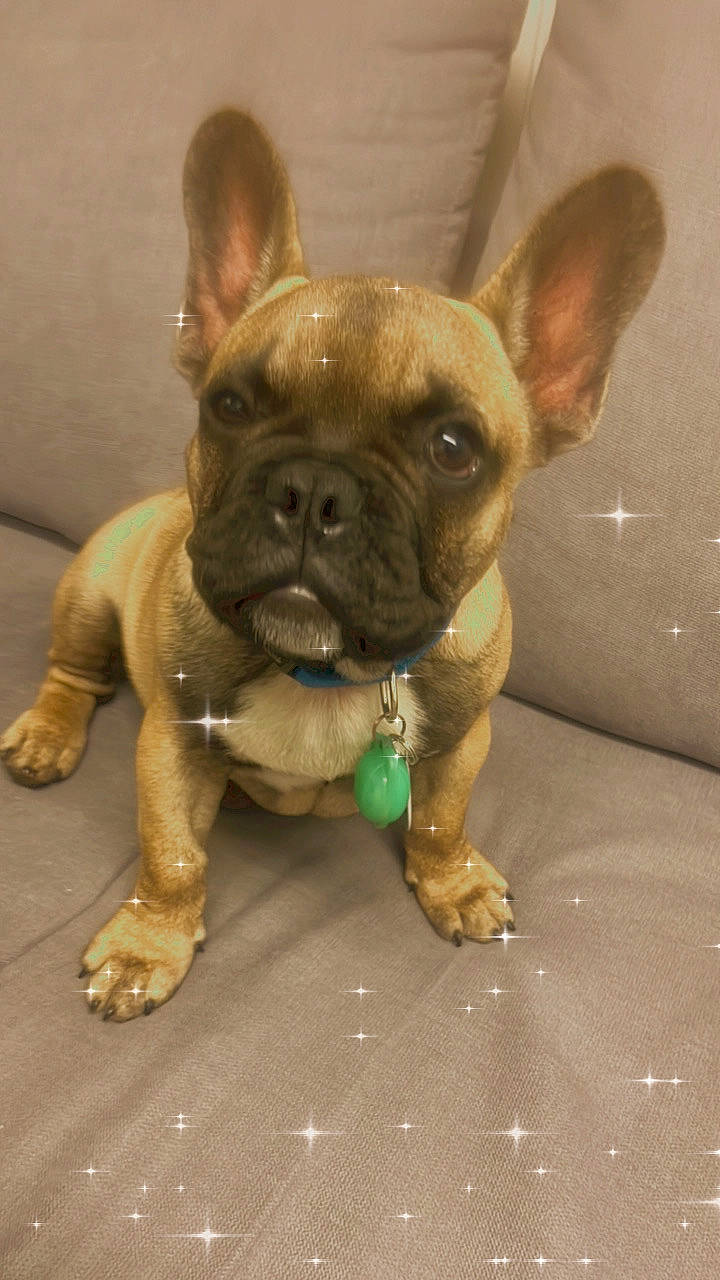 Bleu a rejoint le concours — aidez-le/la à gagner de superbes lots ! bulldog, canidae, carnivore, companion_dog, dog, dog_breed, dog_collar, ear, eye, fawn, french_bulldog, head, liver, snout, sporting_group, terrestrial_animal, toy_dog, whiskers, working_animal, wrinkle