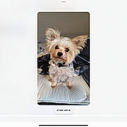 Lily is registered to the contest to win money with this photo: dog, small_dog, fluffy, ears, pet, indoor, bed, mattress, curious, fur, collar, animal, cute, portrait, sitting, looking_up, household, furniture, domestic, companion