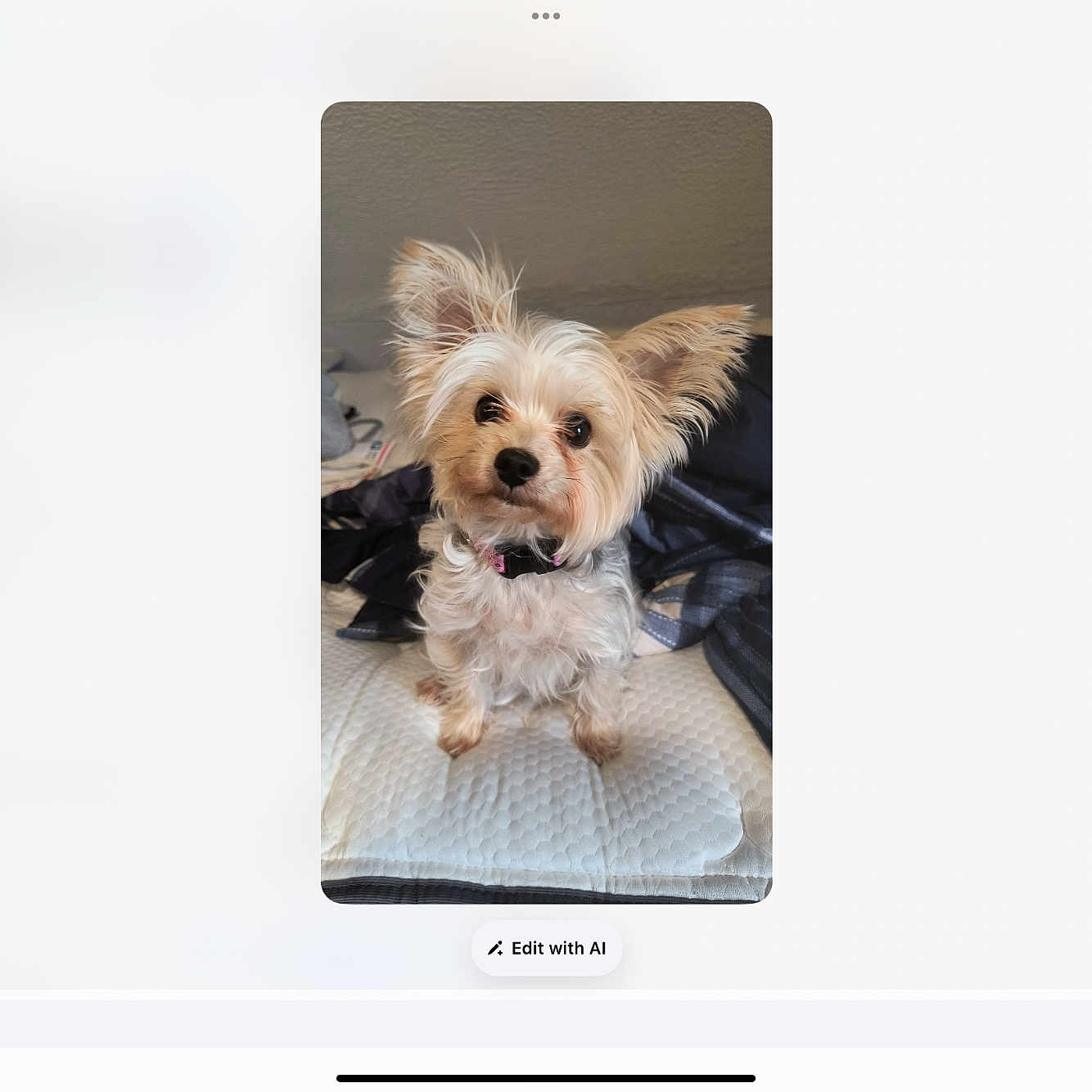 Lily is registered to the contest to win money with this photo: dog, small_dog, fluffy, ears, pet, indoor, bed, mattress, curious, fur, collar, animal, cute, portrait, sitting, looking_up, household, furniture, domestic, companion
