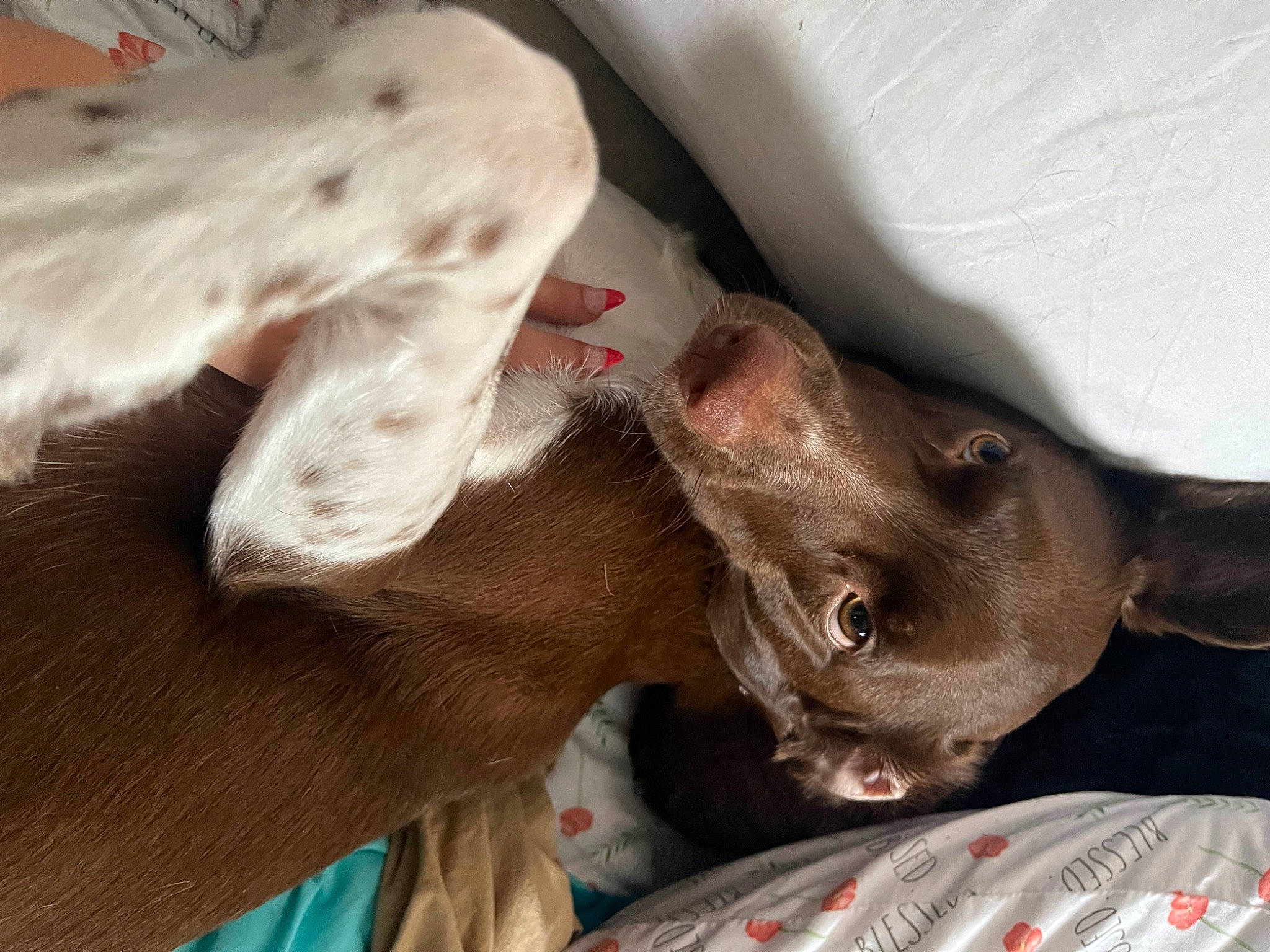 Bella is registered to the contest to win money with this photo: canidae, carnivore, collar, comfort, companion_dog, dog, dog_breed, ear, fawn, felidae, fur, gesture, liver, non_sporting_group, paw, snout, sporting_group, whiskers, working_animal