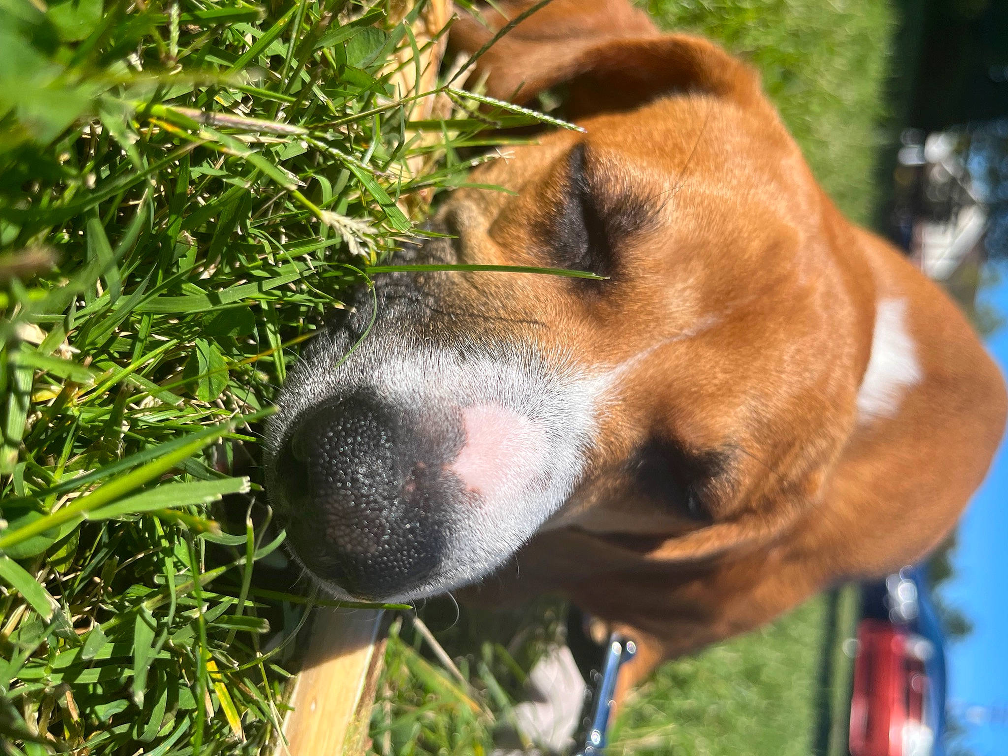 Valentine joined the competition — help win amazing prizes! canidae, car, carnivore, collar, companion_dog, dog, dog_breed, dog_collar, ear, fawn, fur, grass, groundcover, hound, liver, plant, snout, sporting_group, whiskers, working_animal